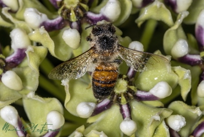 Morning Dew on a Honey Bee